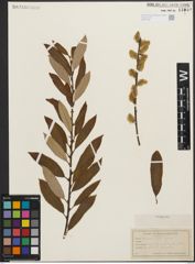 Foto von Salix humilis Marshall